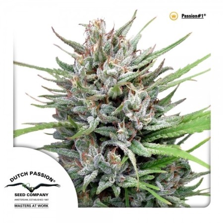 Passion Nr. 1 - Dutch Passion Seeds | Feminized Cannabis Seeds