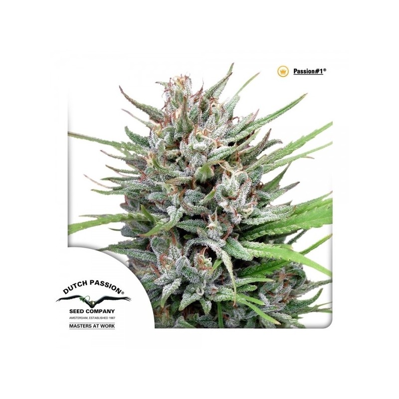 Passion Nr. 1 - Dutch Passion Seeds | Feminized Cannabis Seeds Passion Nr. 1 - Dutch Passion Seeds | Feminized Cannabis Seeds