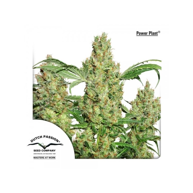 Power Plant - Dutch Passion Seeds | Feminized Cannabis Seeds Power Plant - Dutch Passion Seeds | Feminized Cannabis Seeds