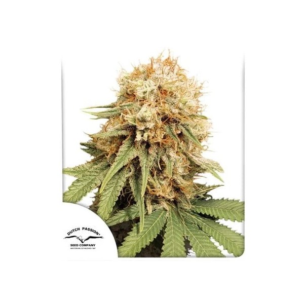 White Widow - Dutch Passion Seeds | Feminized