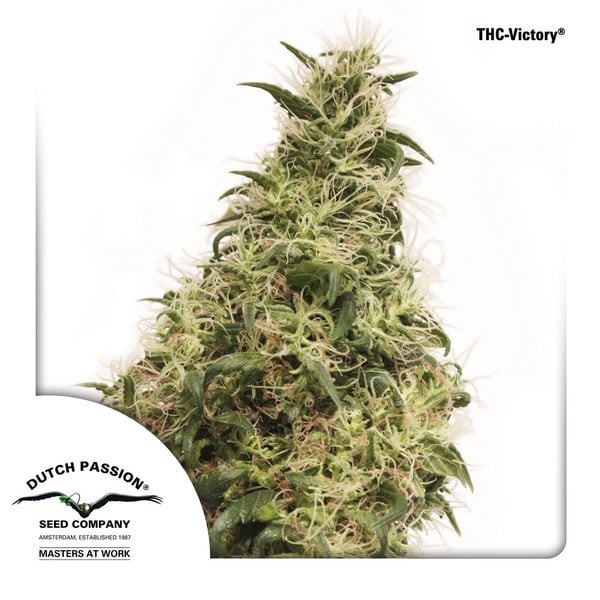 THC Victory - Dutch Passion Seeds | CBD