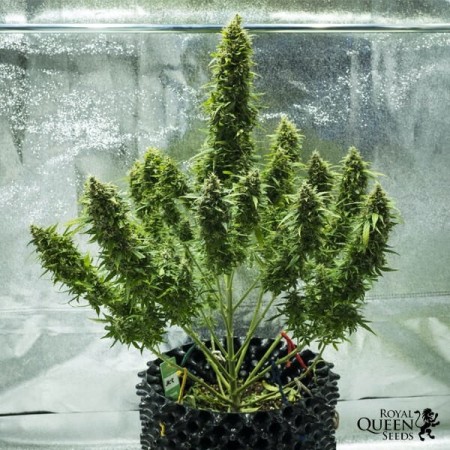Royal Jack - Royal Queen Seeds | Autoflowering Cannabis Seeds