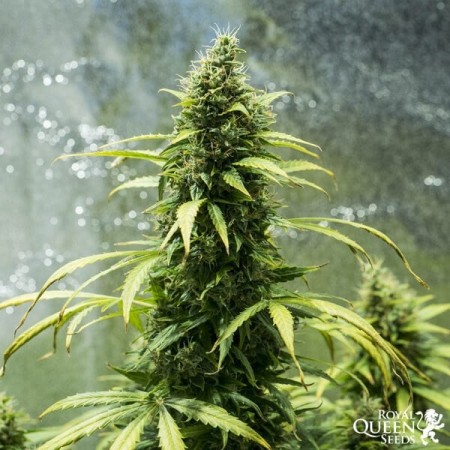 Royal Jack - Royal Queen Seeds | Autoflowering Cannabis Seeds