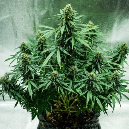 Royal Jack - Royal Queen Seeds | Autoflowering Cannabis Seeds