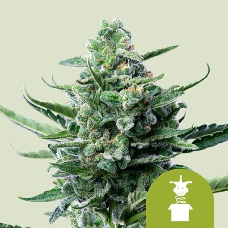 Royal Jack - Royal Queen Seeds | Autoflowering Cannabis Seeds