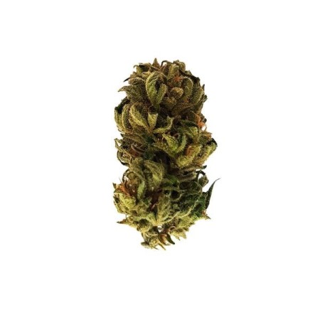 Royal Kush - Royal Queen Seeds | Autoflowering Cannabis Seeds Royal Kush - Royal Queen Seeds | Autoflowering Cannabis Seeds