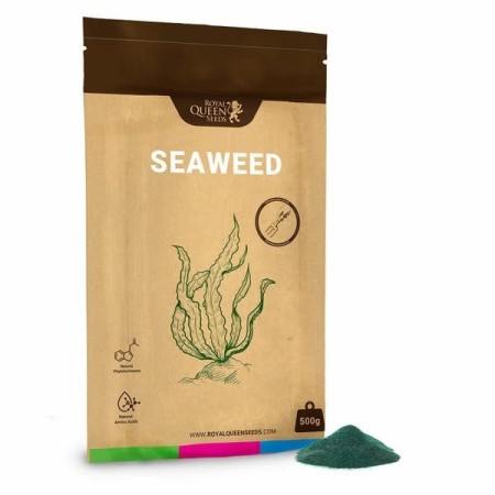 Seaweed - Royal Queen Seeds | Seaweed Extract