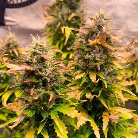 Royal Kush - Royal Queen Seeds | Autoflowering Cannabis Seeds Royal Kush - Royal Queen Seeds | Autoflowering Cannabis Seeds