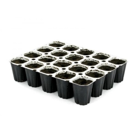 Easy Start - Royal Queen Seeds | Seedling Feed
