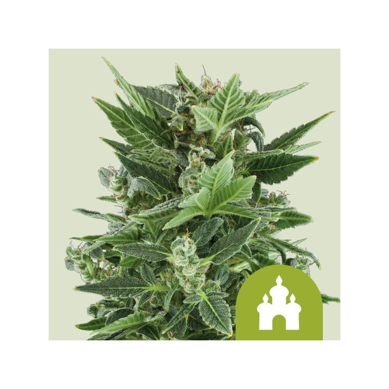 Royal Kush - Royal Queen Seeds | Autoflowering Cannabis Seeds Royal Kush - Royal Queen Seeds | Autoflowering Cannabis Seeds