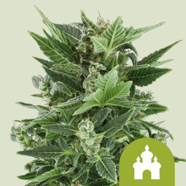 Royal Kush - Royal Queen Seeds | Autoflowering