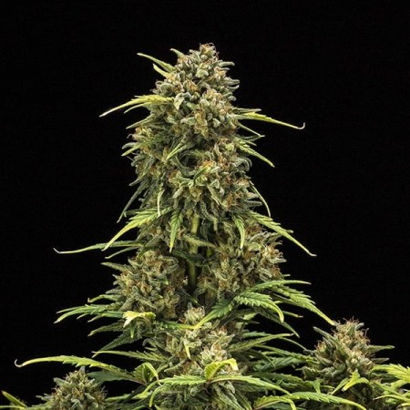 Sweet Skunk - Royal Queen Seeds | Autoflowering Cannabis Seeds