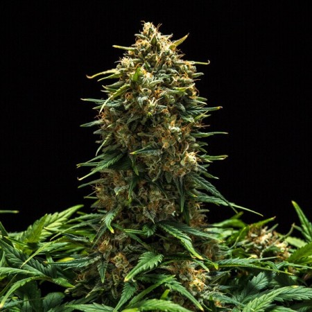 Sweet Skunk - Royal Queen Seeds | Autoflowering Cannabis Seeds