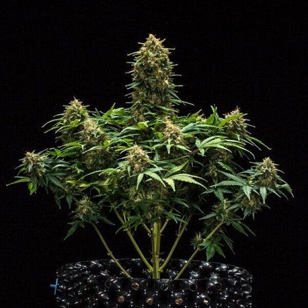 Sweet Skunk - Royal Queen Seeds | Autoflowering Cannabis Seeds