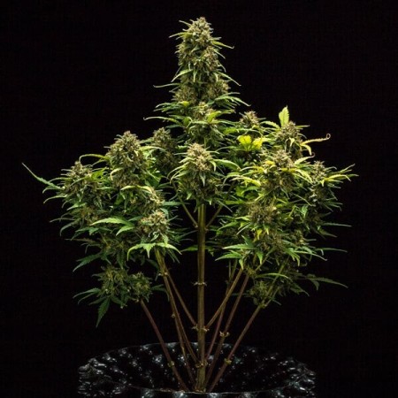 Sweet Skunk - Royal Queen Seeds | Autoflowering Cannabis Seeds