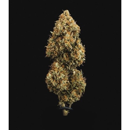 Sweet Skunk - Royal Queen Seeds | Autoflowering Cannabis Seeds