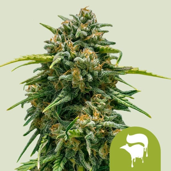 Sweet Skunk - Royal Queen Seeds | Autoflowering