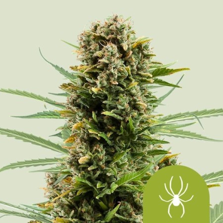White Widow - Royal Queen Seeds | Autoflowering Cannabis Seeds