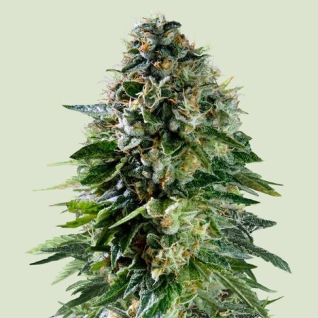 Corkscrew - Royal Queen Seeds X Tyson 2.0 | Autoflowering