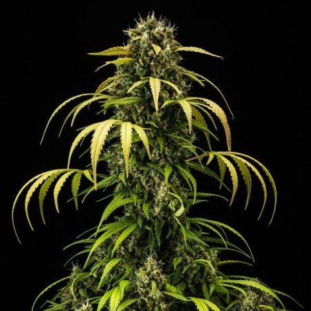 Cherry Pie - Royal Queen Seeds | Autoflowering Cannabis Seeds Cherry Pie - Royal Queen Seeds | Autoflowering Cannabis Seeds