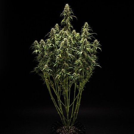 GOAT'lato - Royal Queen Seeds X Tyson 2.0 | Autoflowering GOAT'lato - Royal Queen Seeds X Tyson 2.0 | Autoflowering