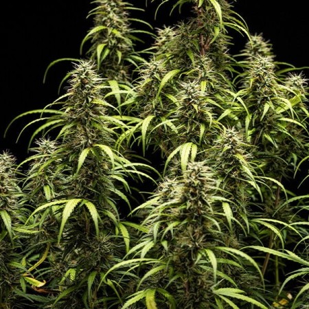 GOAT'lato - Royal Queen Seeds X Tyson 2.0 | Autoflowering GOAT'lato - Royal Queen Seeds X Tyson 2.0 | Autoflowering