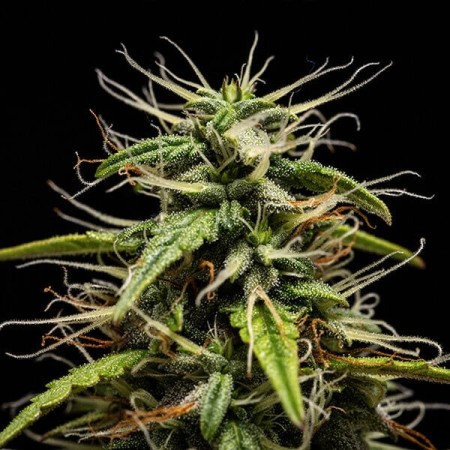 GOAT'lato - Royal Queen Seeds X Tyson 2.0 | Autoflowering GOAT'lato - Royal Queen Seeds X Tyson 2.0 | Autoflowering