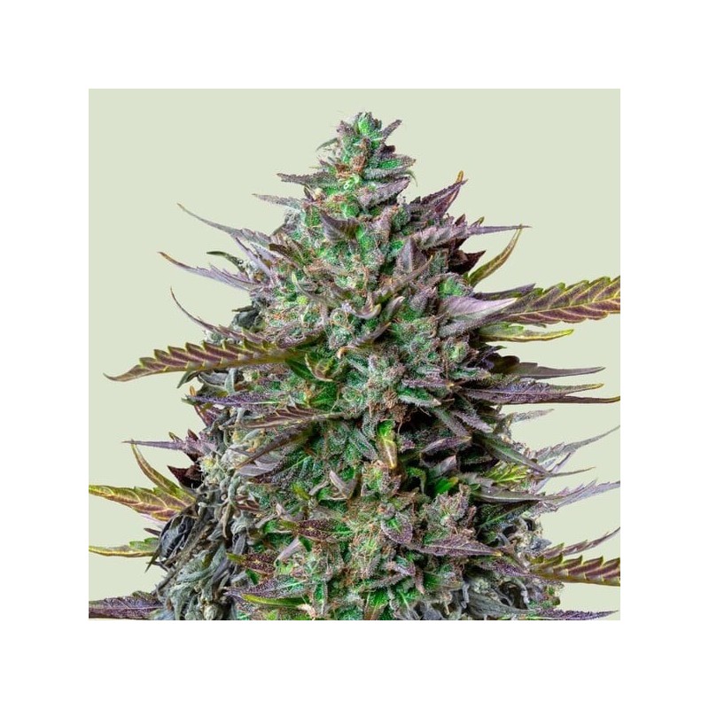 GOAT'lato - Royal Queen Seeds X Tyson 2.0 | Autoflowering GOAT'lato - Royal Queen Seeds X Tyson 2.0 | Autoflowering