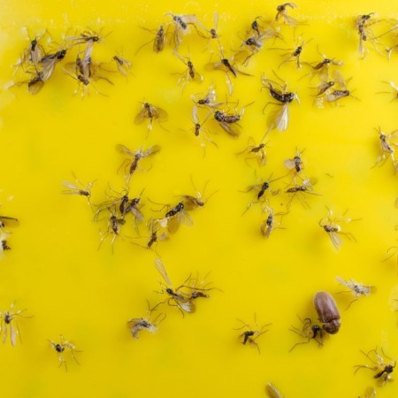 Catch Strip / Adhesive Strip 10 pcs/pack Catch Strip / Adhesive Strip 10 pcs/pack