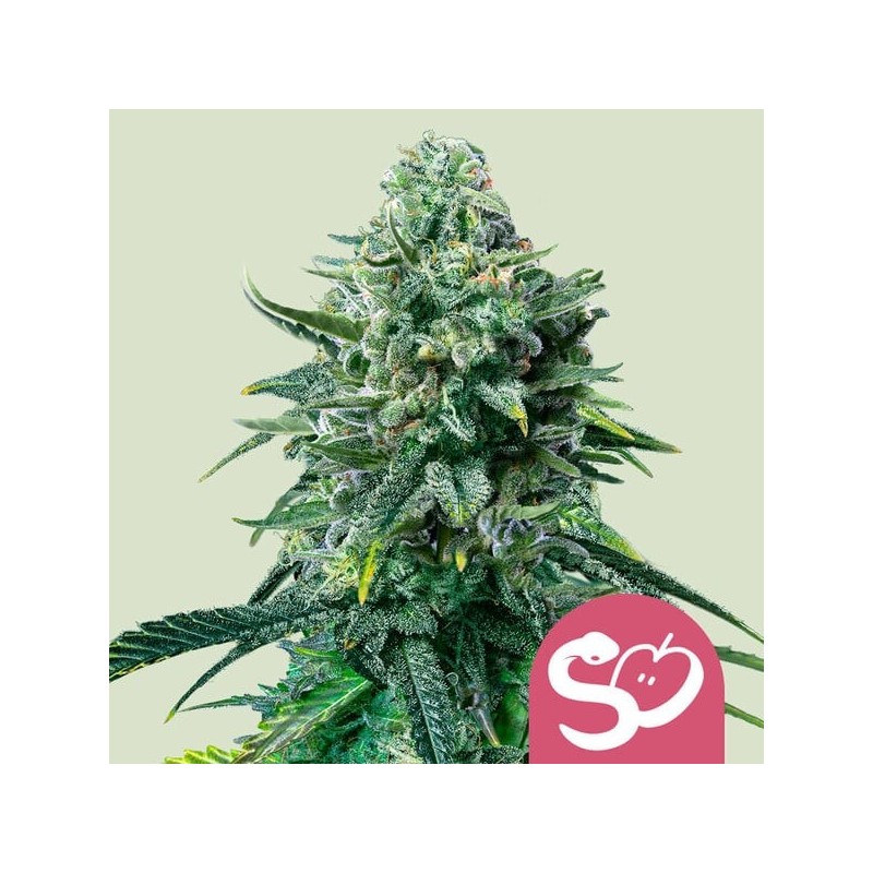 Forbidden Fruit - Royal Queen Seeds | Feminized Cannabis Seeds Forbidden Fruit - Royal Queen Seeds | Feminized Cannabis Seeds