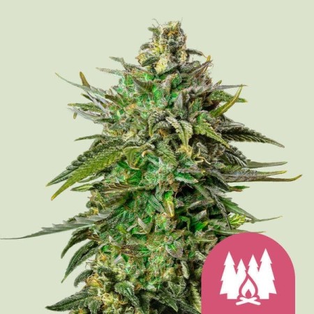 Larry OG - Royal Queen Seeds | Feminized Cannabis Seeds