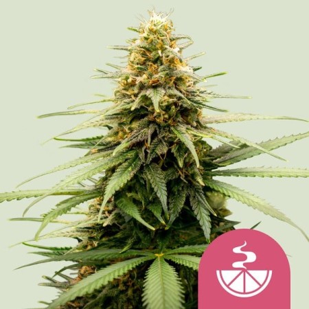 Lemon Skunk - Royal Queen Seeds | Feminized Cannabis Seeds