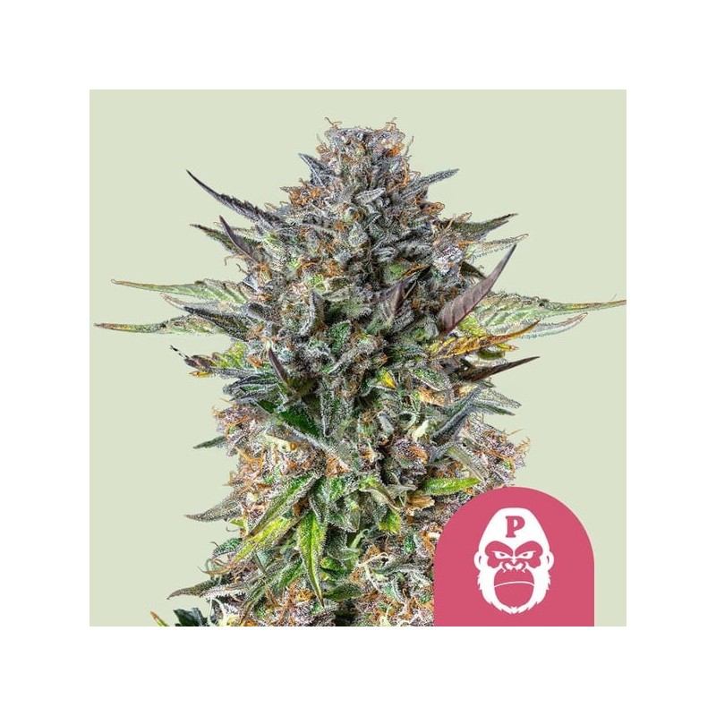 Pink Gorilla - Royal Queen Seeds | Feminized Cannabis Seeds