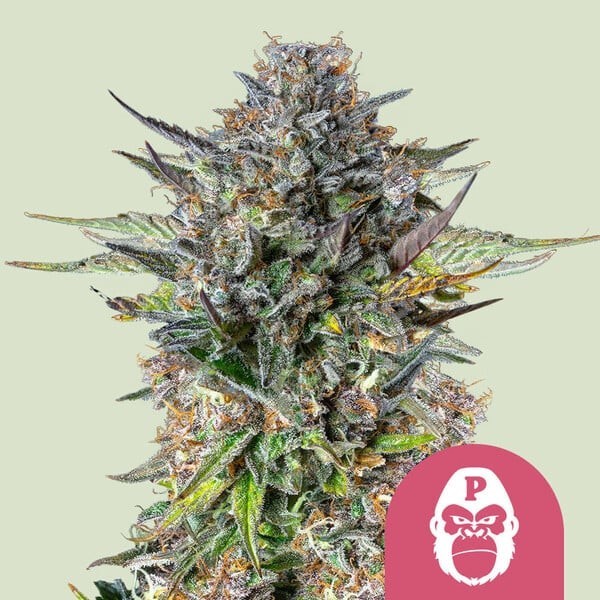 Pink Gorilla - Royal Queen Seeds | Feminized