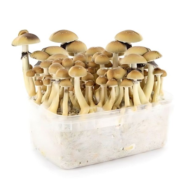 Mckennaii Mushroom Grow Kit - Myceliumbox | 600CC
