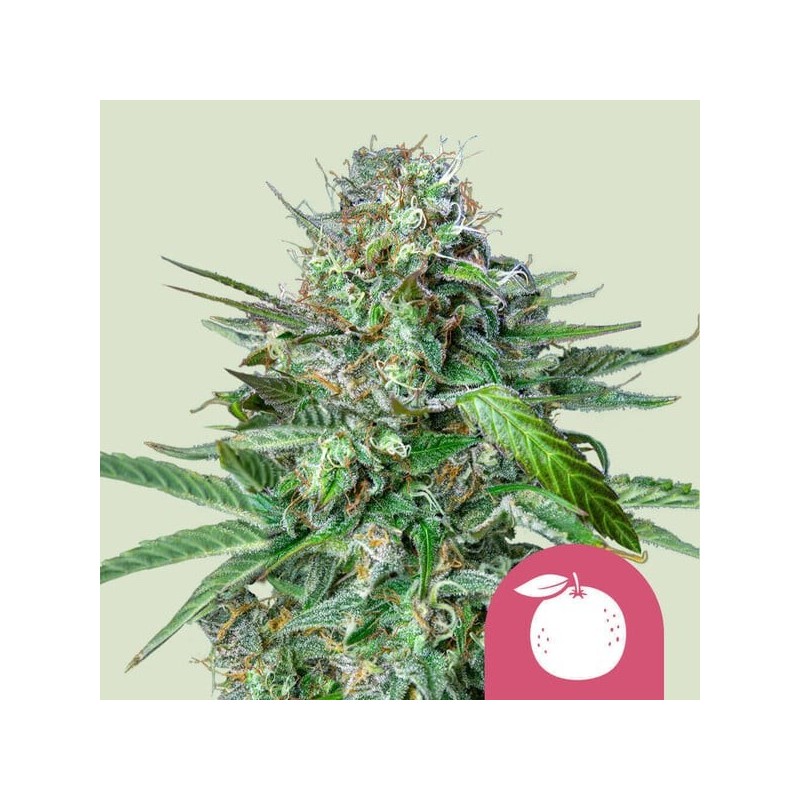 Tangie - Royal Queen Seeds | Feminized Cannabis Seeds Tangie - Royal Queen Seeds | Feminized Cannabis Seeds