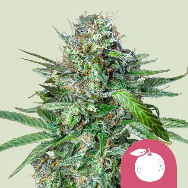 Tangie - Royal Queen Seeds | Feminized