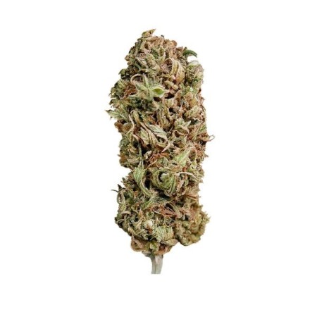 AMG  Amnesia Mac Ganja - Royal Queen Seeds | Feminized AMG  Amnesia Mac Ganja - Royal Queen Seeds | Feminized