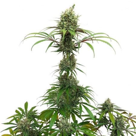 AMG  Amnesia Mac Ganja - Royal Queen Seeds | Feminized AMG  Amnesia Mac Ganja - Royal Queen Seeds | Feminized