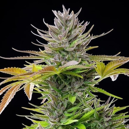 AMG  Amnesia Mac Ganja - Royal Queen Seeds | Feminized AMG  Amnesia Mac Ganja - Royal Queen Seeds | Feminized