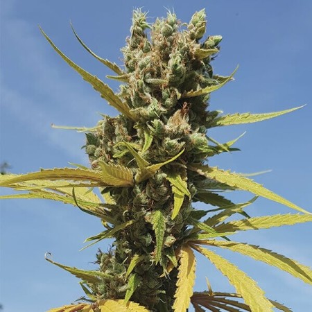 AMG  Amnesia Mac Ganja - Royal Queen Seeds | Feminized AMG  Amnesia Mac Ganja - Royal Queen Seeds | Feminized