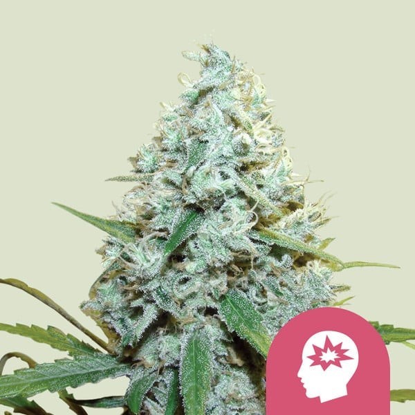 AMG  Amnesia Mac Ganja - Royal Queen Seeds | Feminized