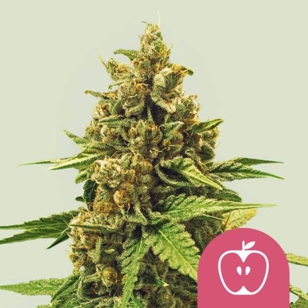 Apple Fritter - Royal Queen Seeds | Feminized Cannabis Seeds