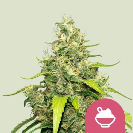 Blue Gelato - Royal Queen Seeds | Feminized Cannabis Seeds
