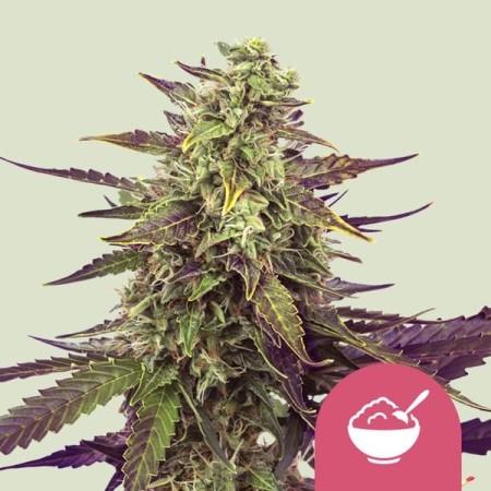 Cereal Milk - Royal Queen Seeds | Feminized Cannabis Seeds