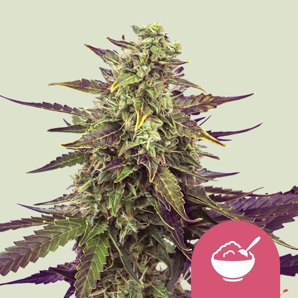 Cereal Milk - Royal Queen Seeds | Feminized