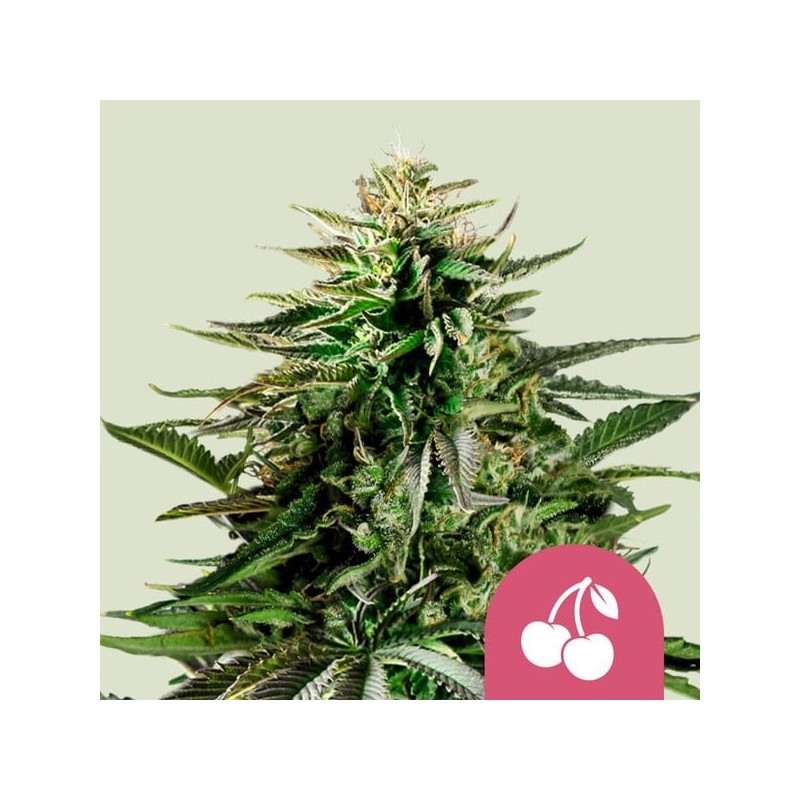 Cherry Pie - Royal Queen Seeds | Feminized Cannabis Seeds Cherry Pie - Royal Queen Seeds | Feminized Cannabis Seeds