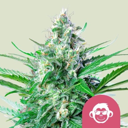 Grape Ape - Royal Queen Seeds | Feminized Cannabis Seeds