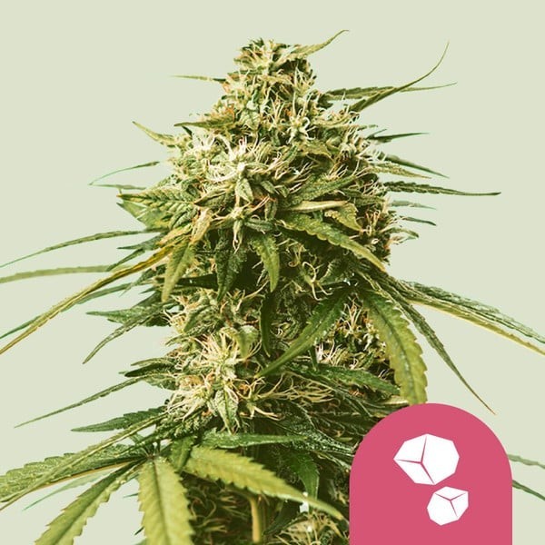 Gushers - Royal Queen Seeds | Feminized