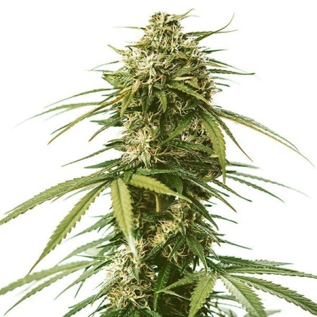 Gushers - Royal Queen Seeds | Feminized Cannabis Seeds Gushers - Royal Queen Seeds | Feminized Cannabis Seeds